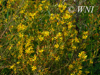 False Yellowhead (Dittrichia viscosa)